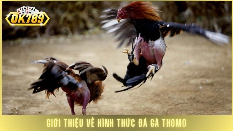Giới thiệu về hình thức đá gà Thomo