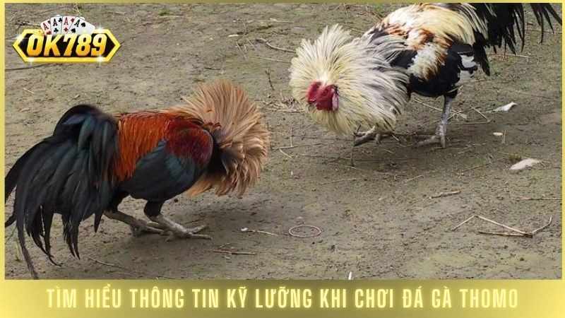 Tìm hiểu thông tin kỹ lưỡng khi chơi đá gà Thomo