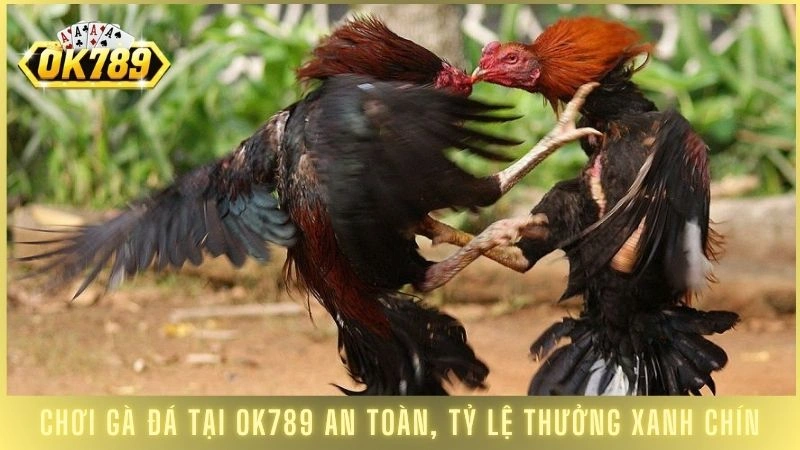 Chơi gà đá tại OK789 an toàn, tỷ lệ thưởng xanh chín