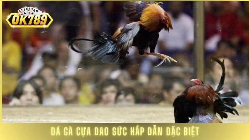 Đá gà cựa dao sức hấp dẫn đặc biệt