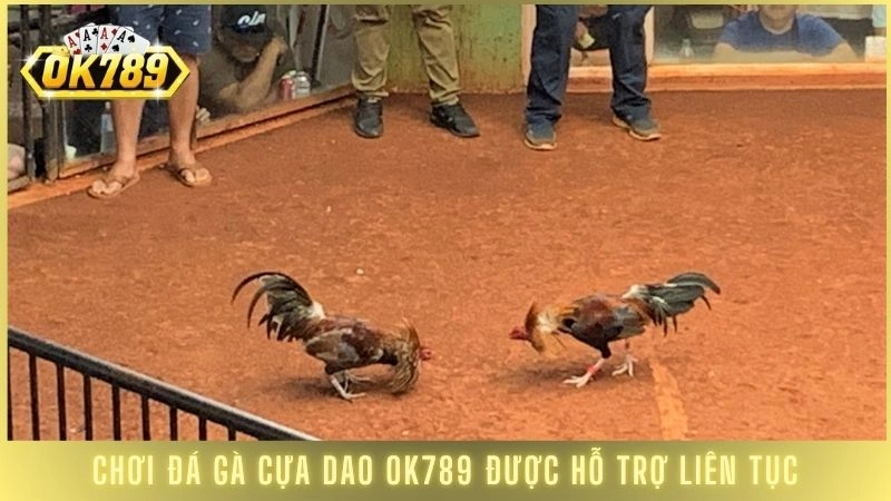 Chơi đá gà cựa dao OK789 được hỗ trợ liên tục