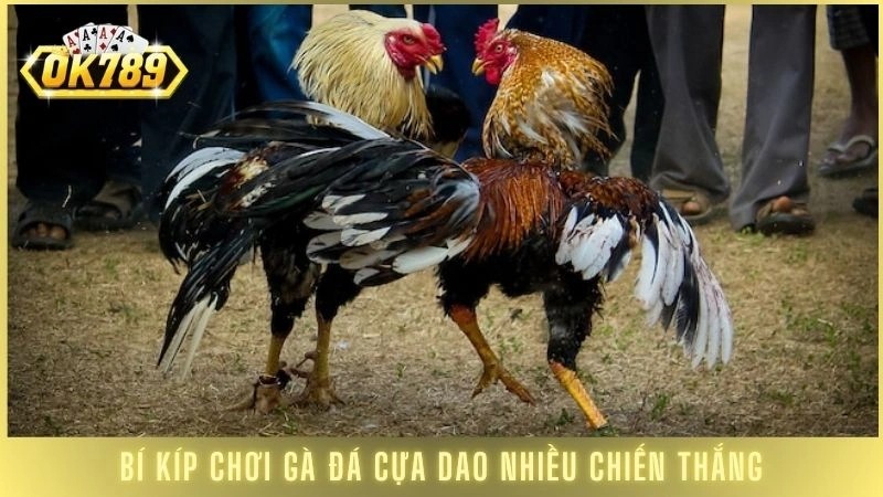 Bí kíp chơi gà đá cựa dao nhiều chiến thắng