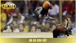 Đá gà cựa sắt